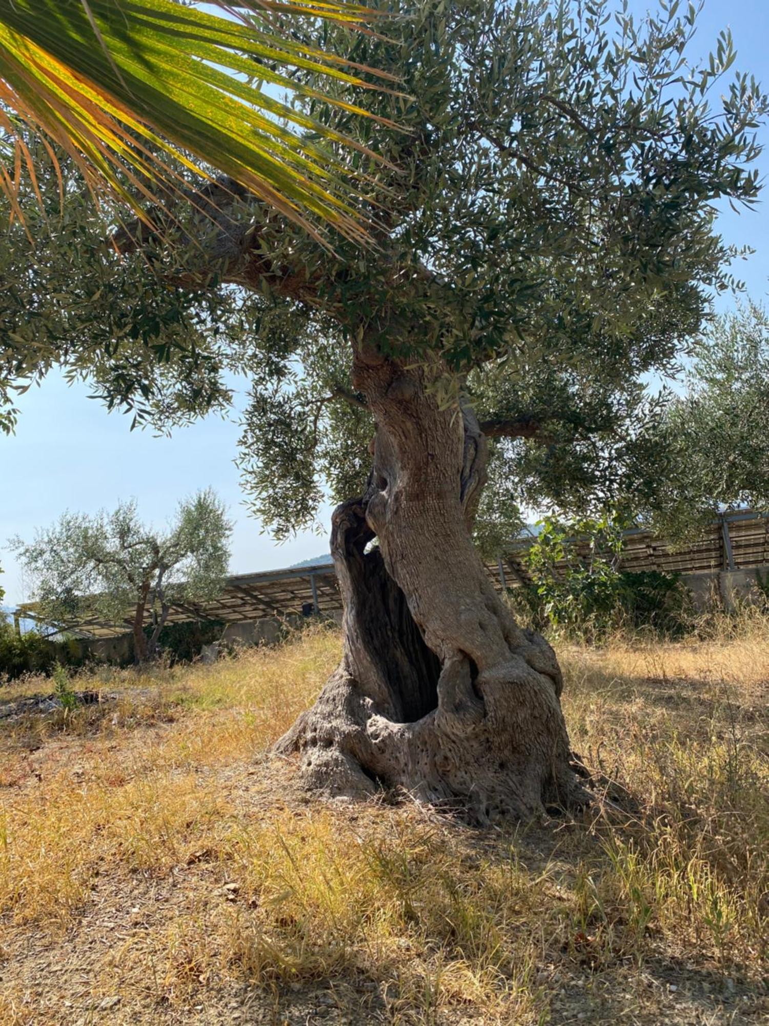 Villa Vittoria Matera Exteriör bild